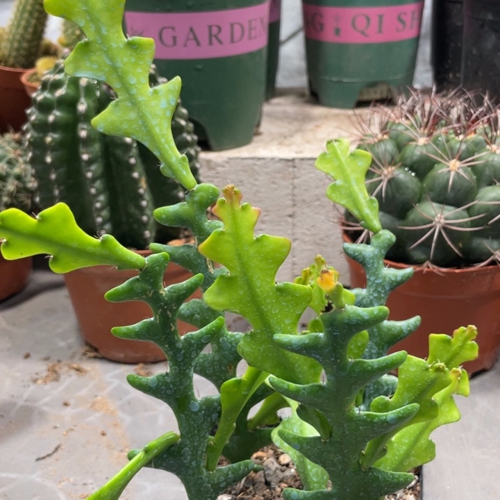 自根鱼骨令剪一杯4.22