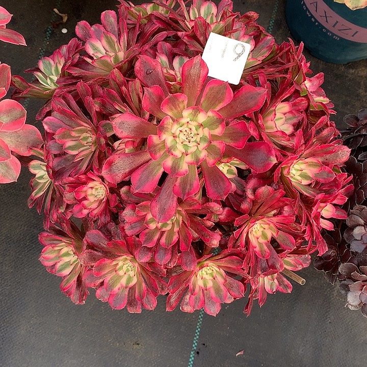 119.红铜白多肉植物