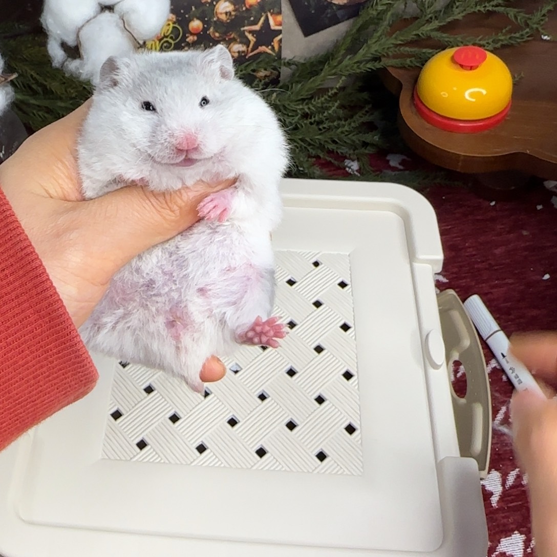 短毛蓝波妹妹11.08