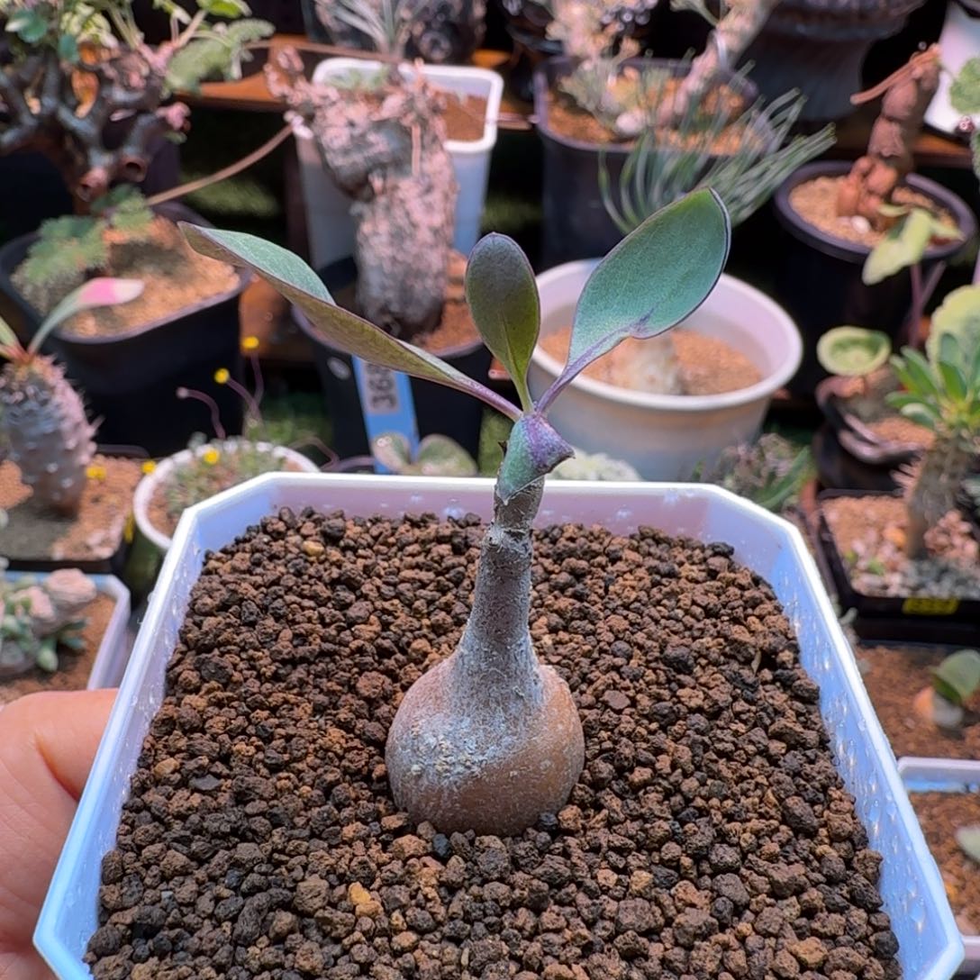 美尻厚墩菊757 仙人掌