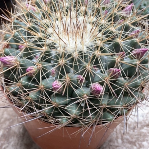 紫光说仙人球25米仙人球