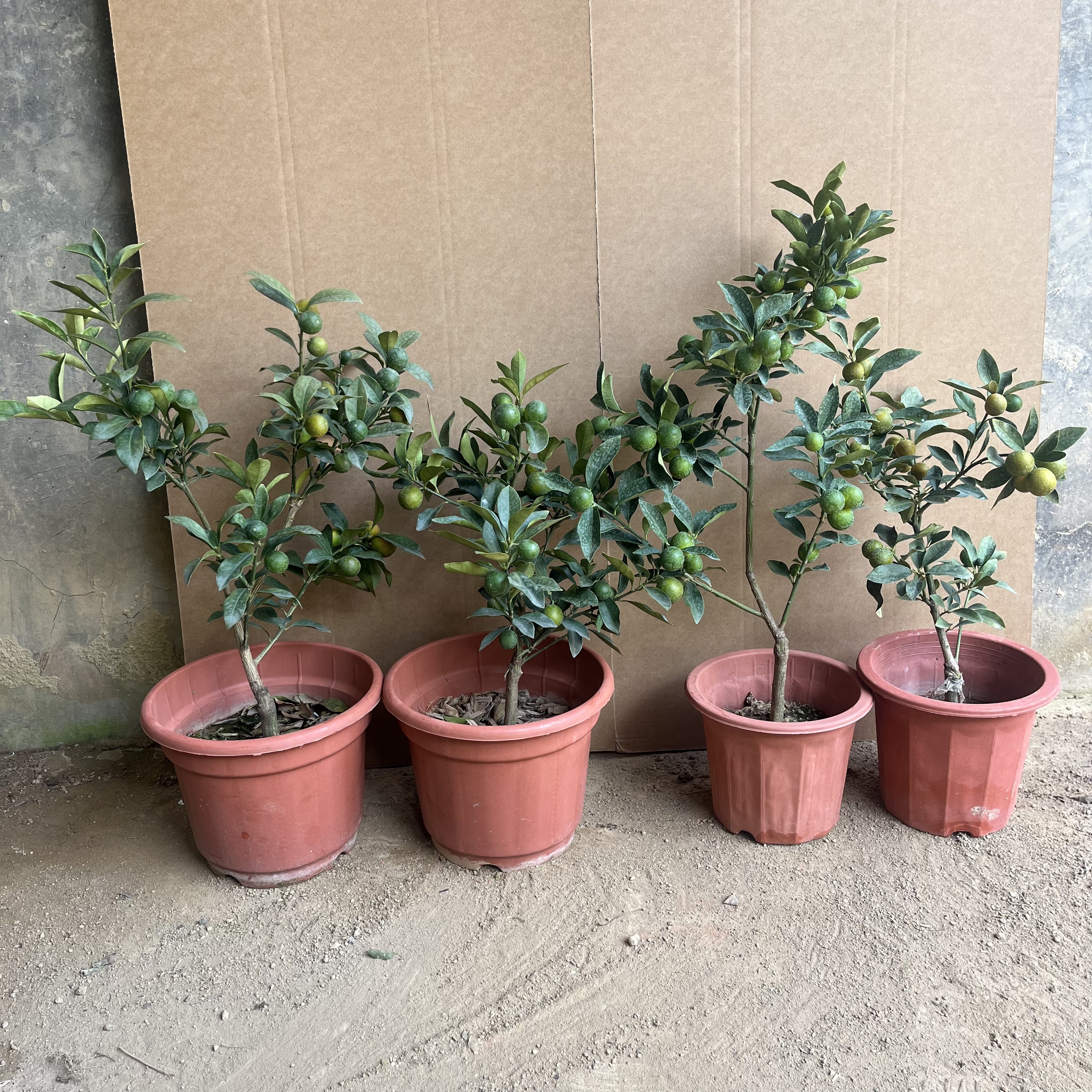 【带盆带果带原土】二代脆皮金桔苗精品盆栽苗四季花果同树甜可食用