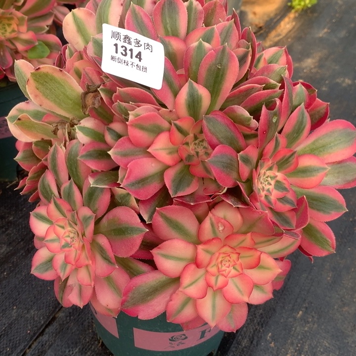 1314粉女巫多肉植物