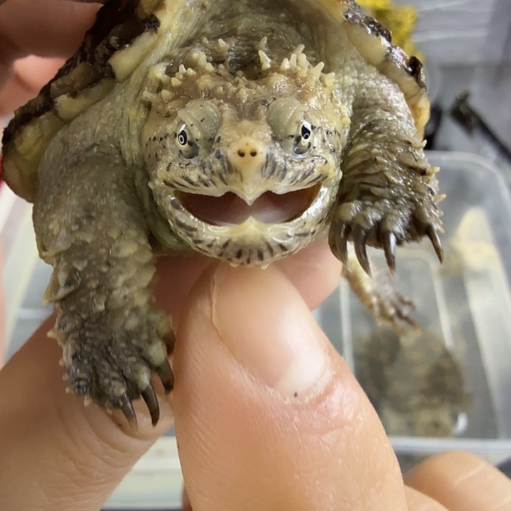 小鳄龟不分公母顶级头版，翘鼻大宽嘴，爆刺小亚成白佛