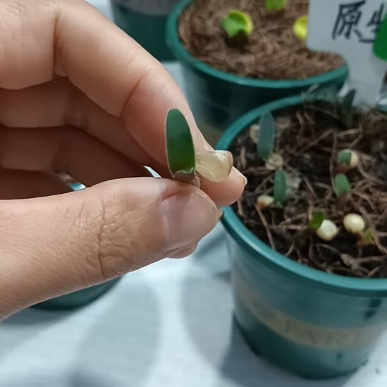 岁***烟无花朵特色花卉君子兰