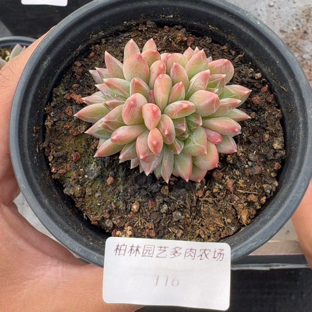 116 美人杂交 一物一拍