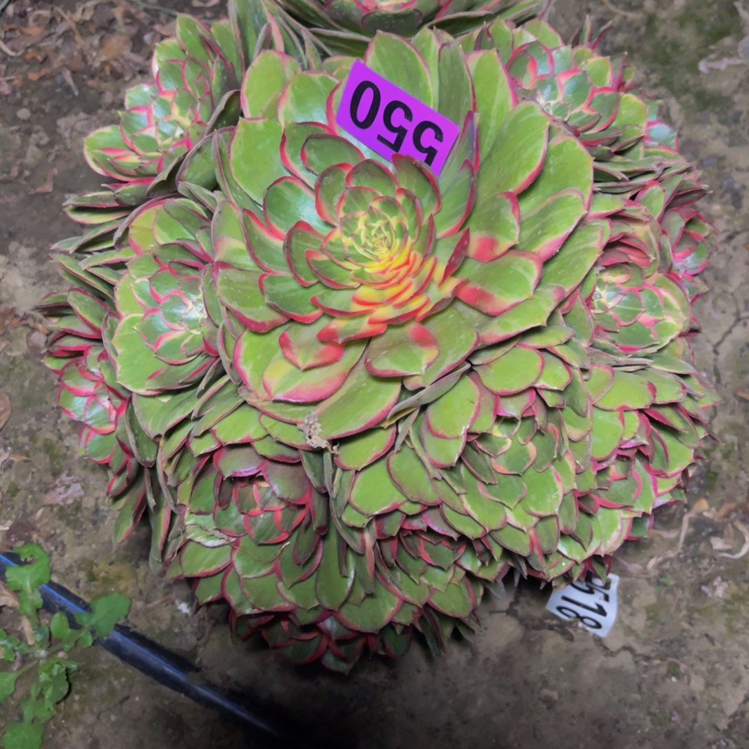 粉花妖26/////33包邮