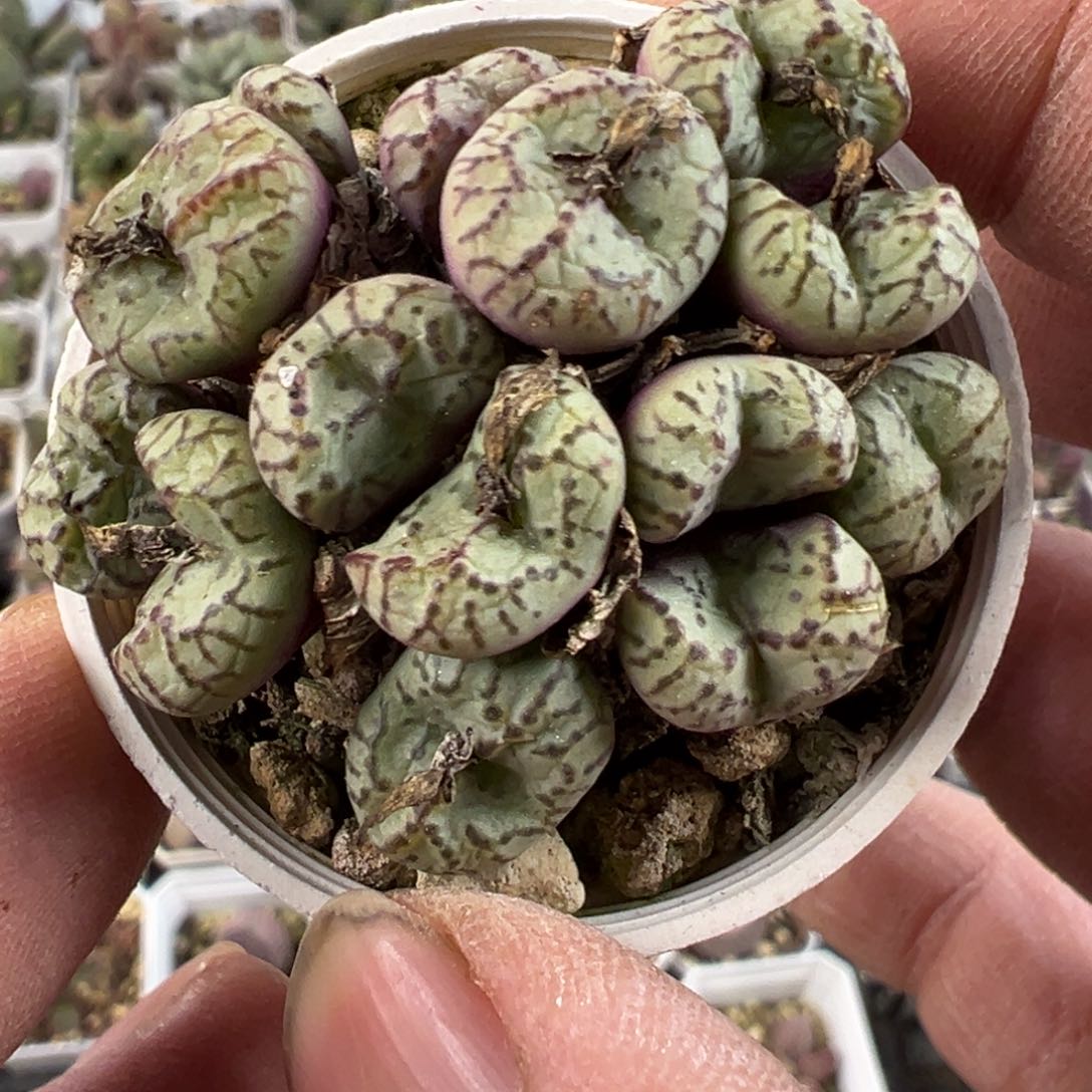 肉锥多肉植物多肉植物