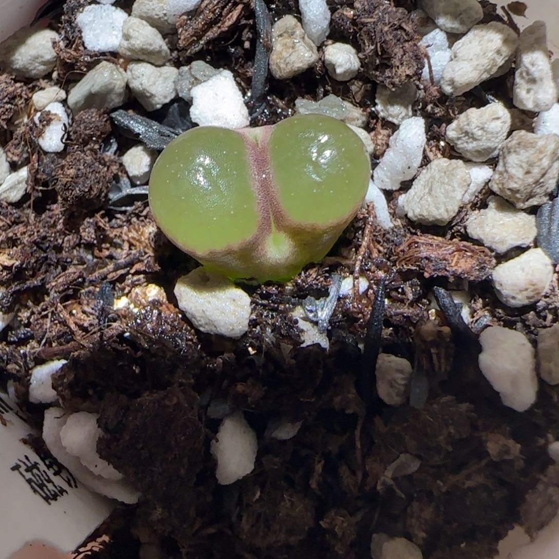 肉锥多肉植物百科-磁铁1120