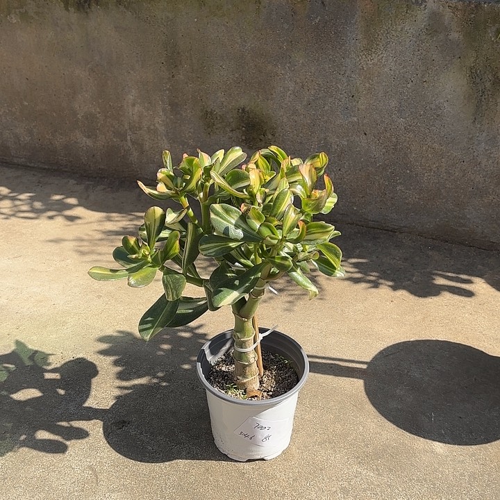 用***6当前无花栽培后可以开花卷叶10