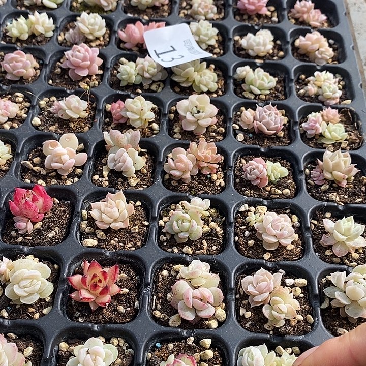 13 多肉植物盆栽花卉