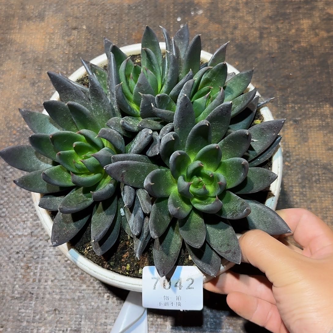 苹****7042号黑骑士多肉