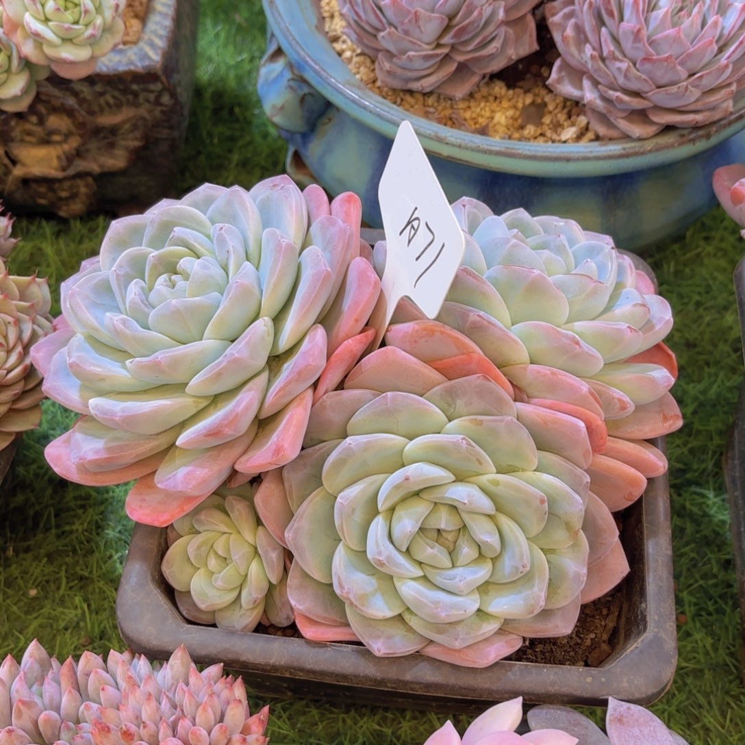 杨***哥云南金致家精品多肉