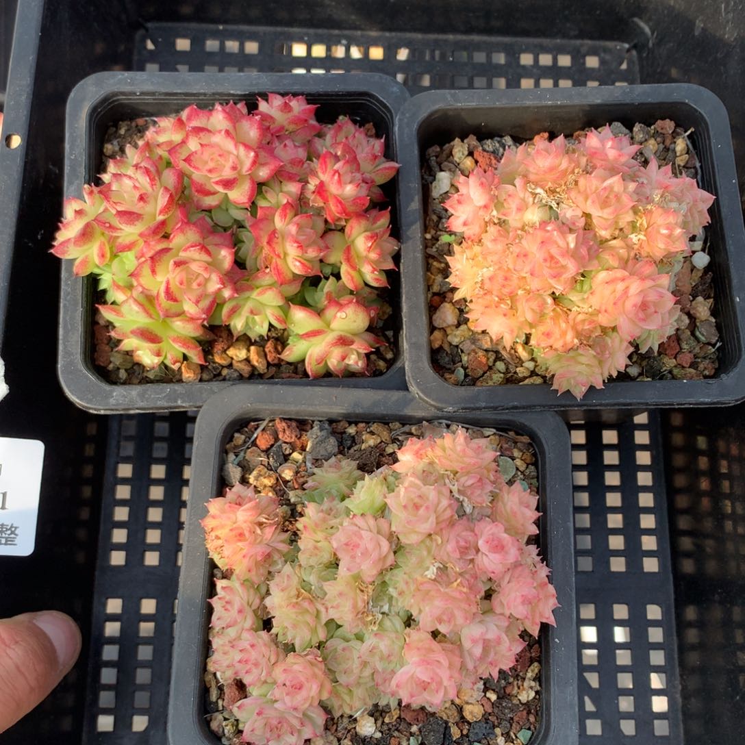 1208-31 套餐一组