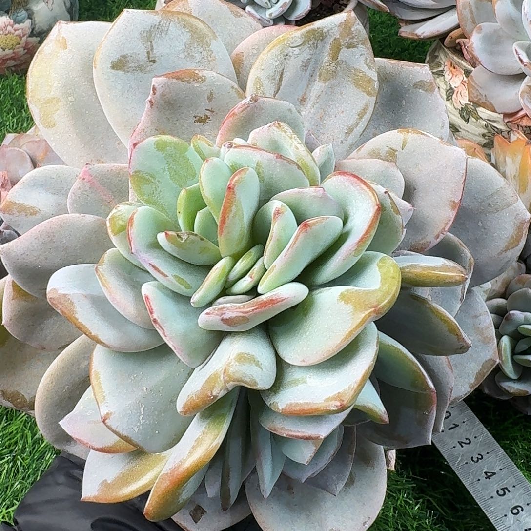 A117 奶茶多肉竞拍 售后范围：签收起7天内