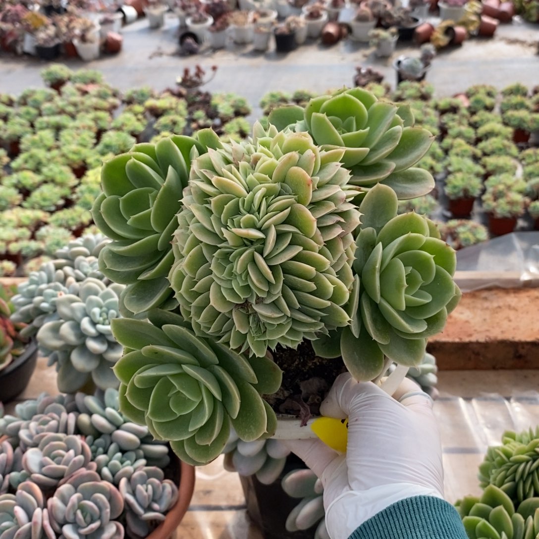 032星纳塔缀化一物一拍