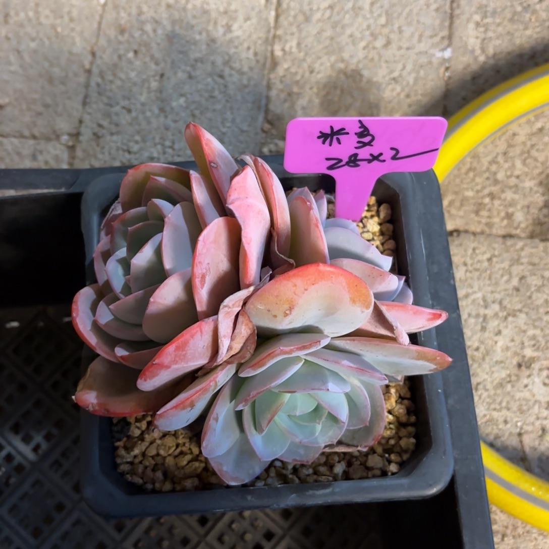 无花朵111111111111111