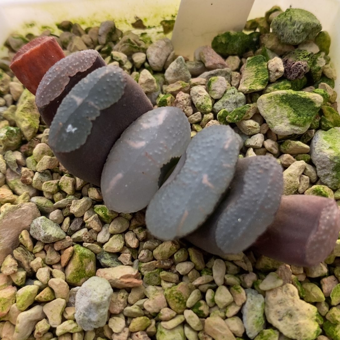 141传奇蓝玉扇一物一拍