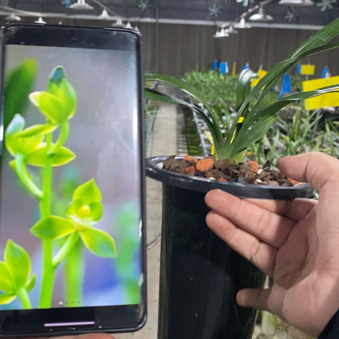 当前无花栽培后可以开花宏远素荷02