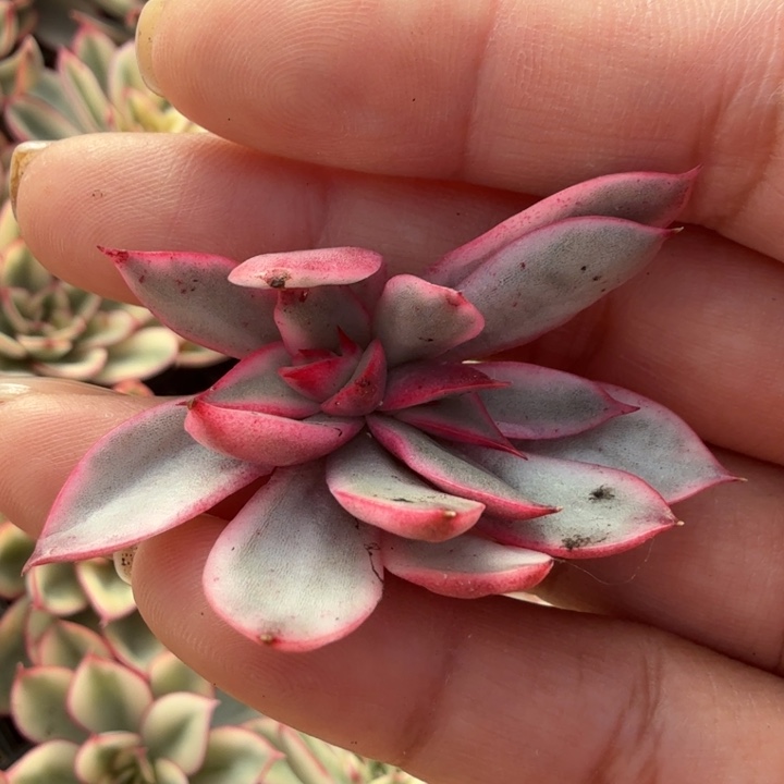 无替品 敢退试试