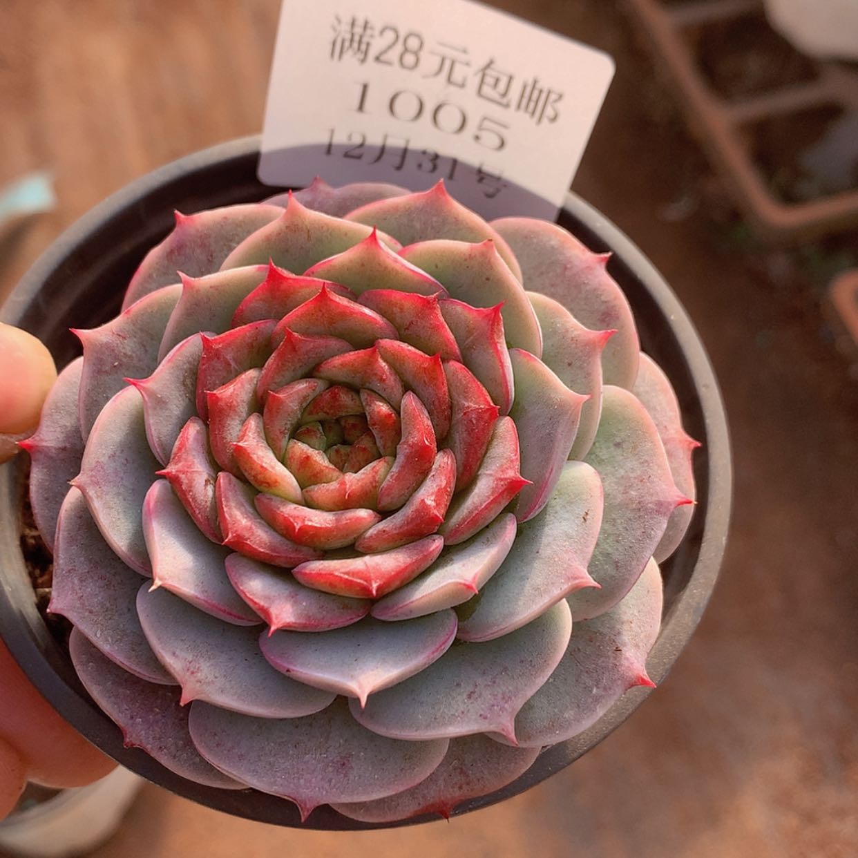 【闪购商品】云1005号