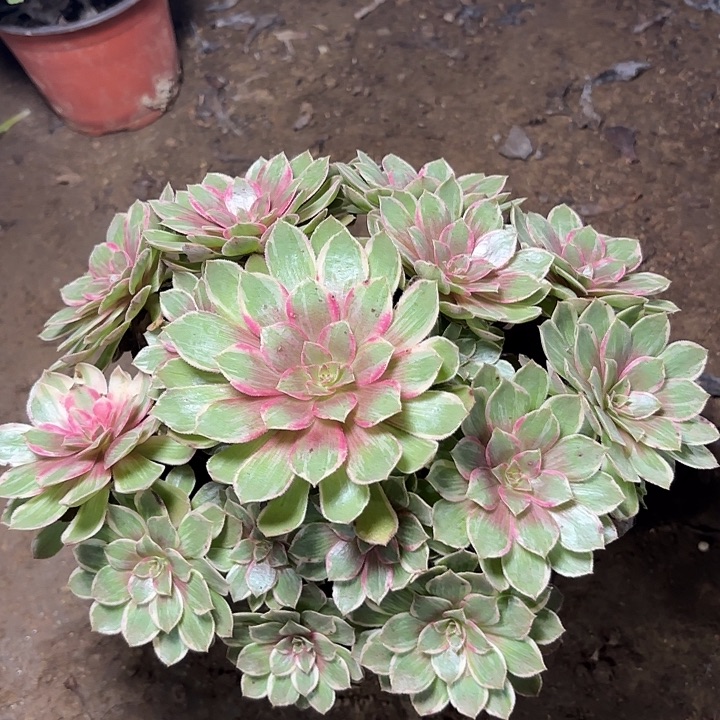 多肉植物法师莲花座16
