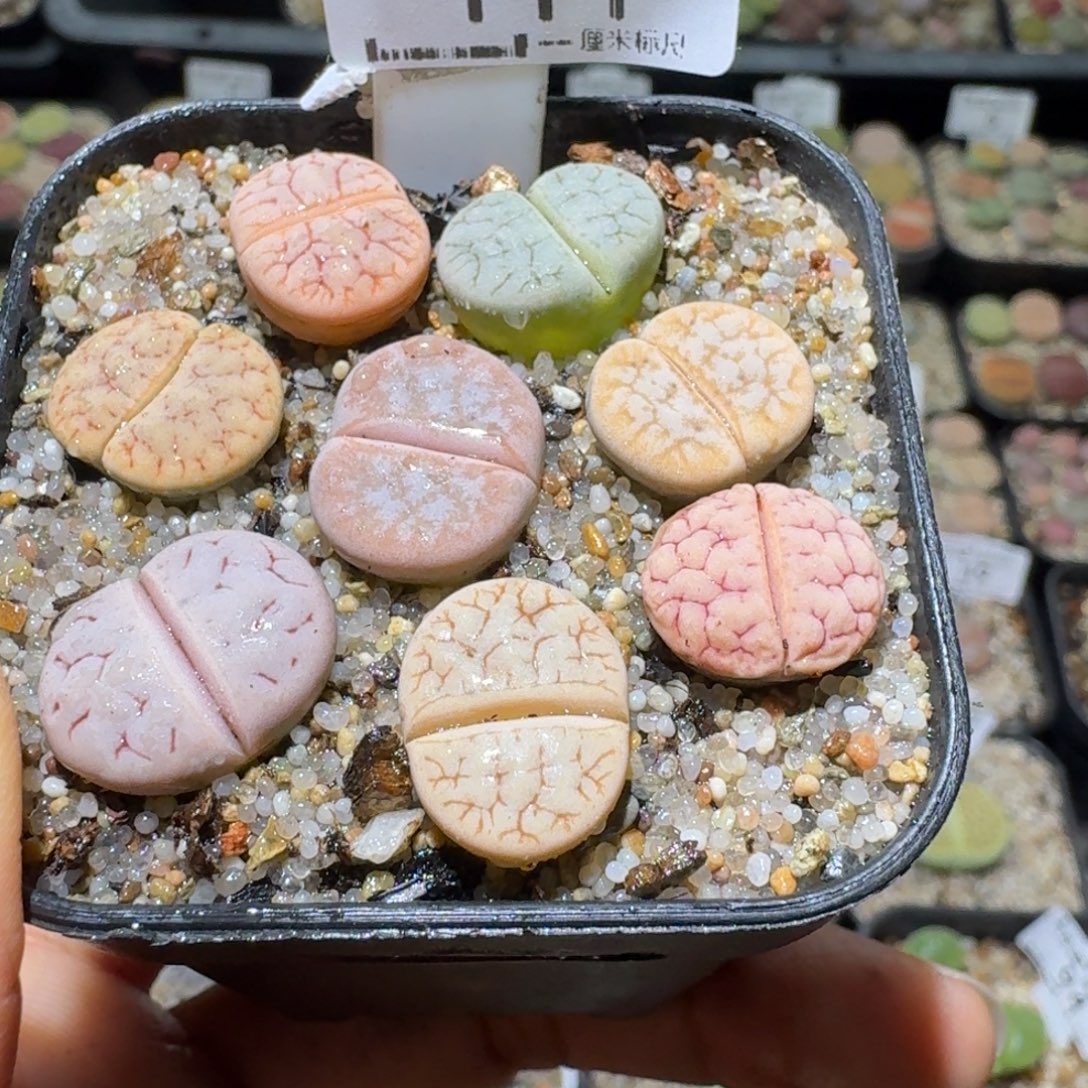 Ssss便宜出了清仓111