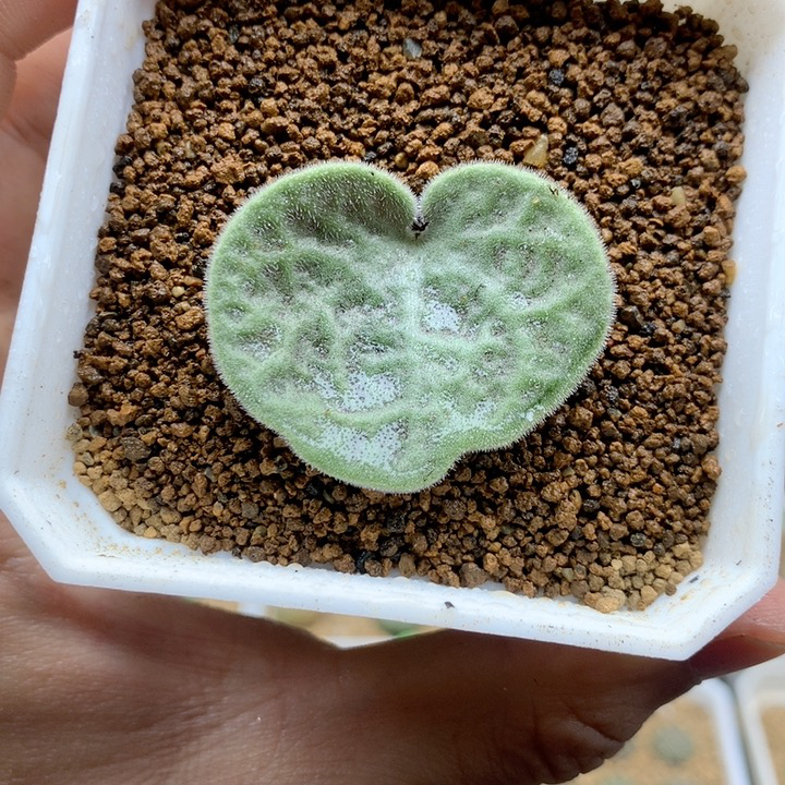 猪耳朵奇峰锦多肉带盆