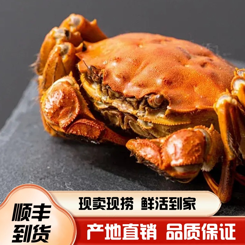 【活蟹】大闸蟹母蟹3.5两10只顺丰包邮活蟹到家