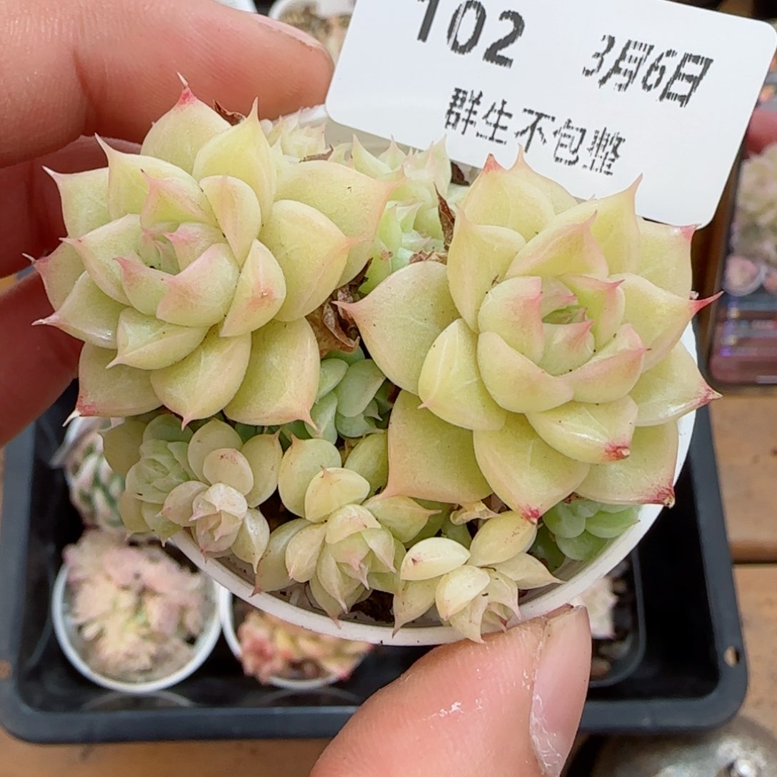 框拍框拍0306-102