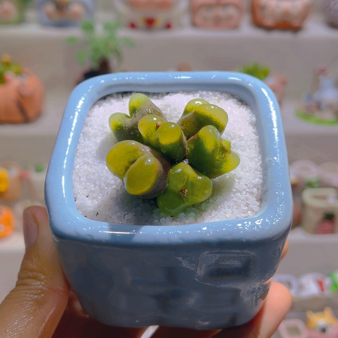 008高端多肉毛汉尼变异群生68一颗