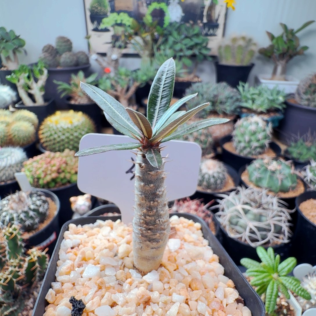 330凯蒂棒槌带盆发货