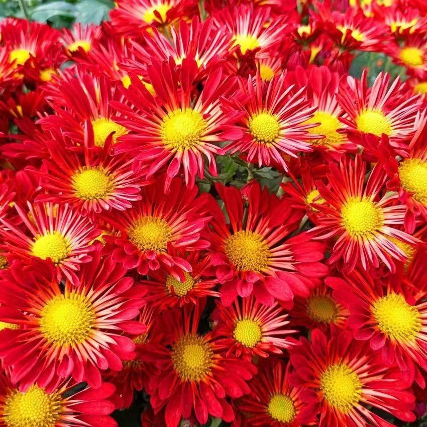 【口红】九月菊小花型  多年生宿根植物菊花