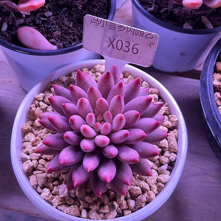 我是第一百个为妖姬应援哒