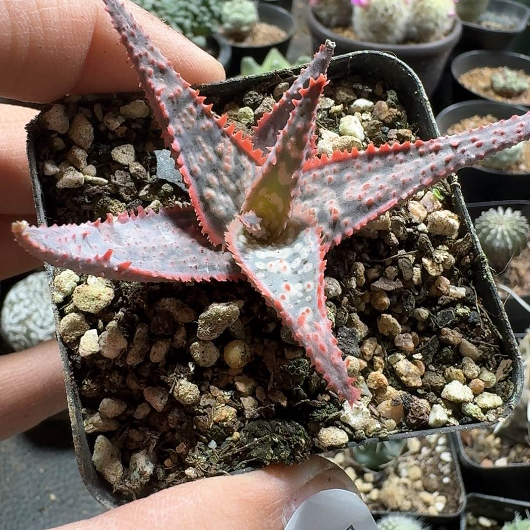 526超级芦荟脱土发货