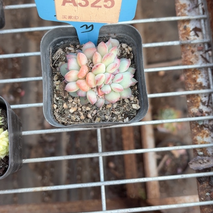 淡***笑x h z d g g z d g 325