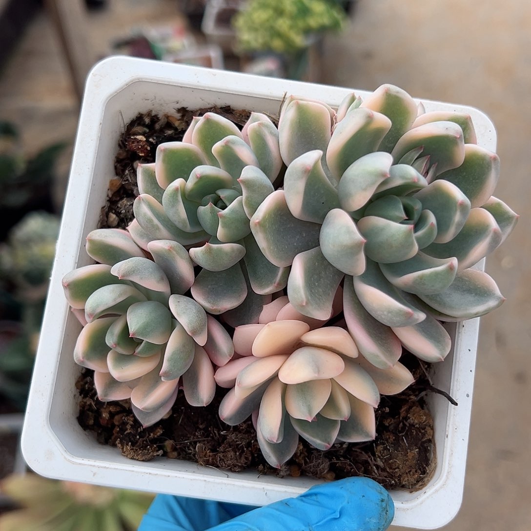 红粉佳人锦底座，带五个覆轮锦头