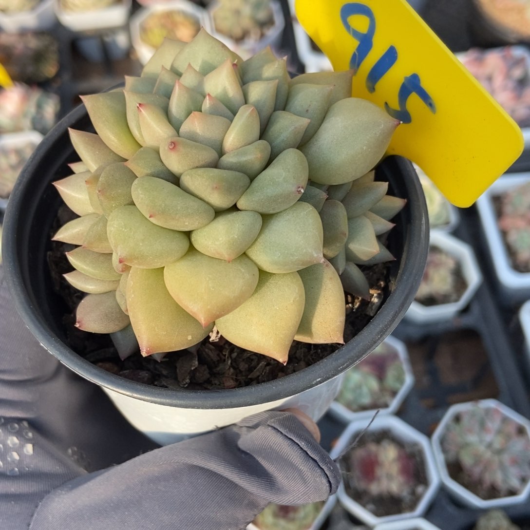 915象牙多肉植物保护