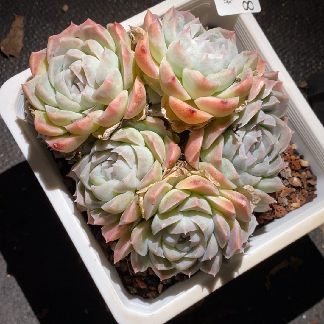 是8136杂交多肉老桩