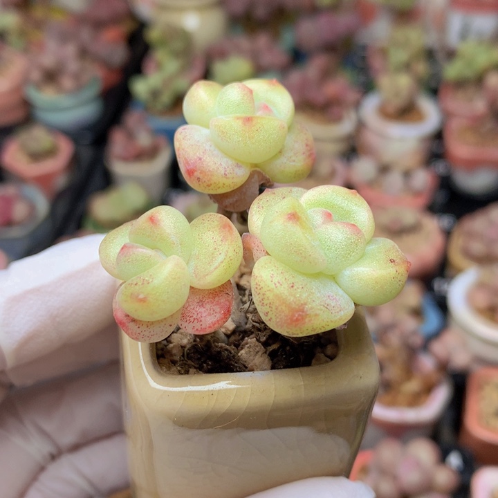 029 果冻冰玉 3头 一物一拍