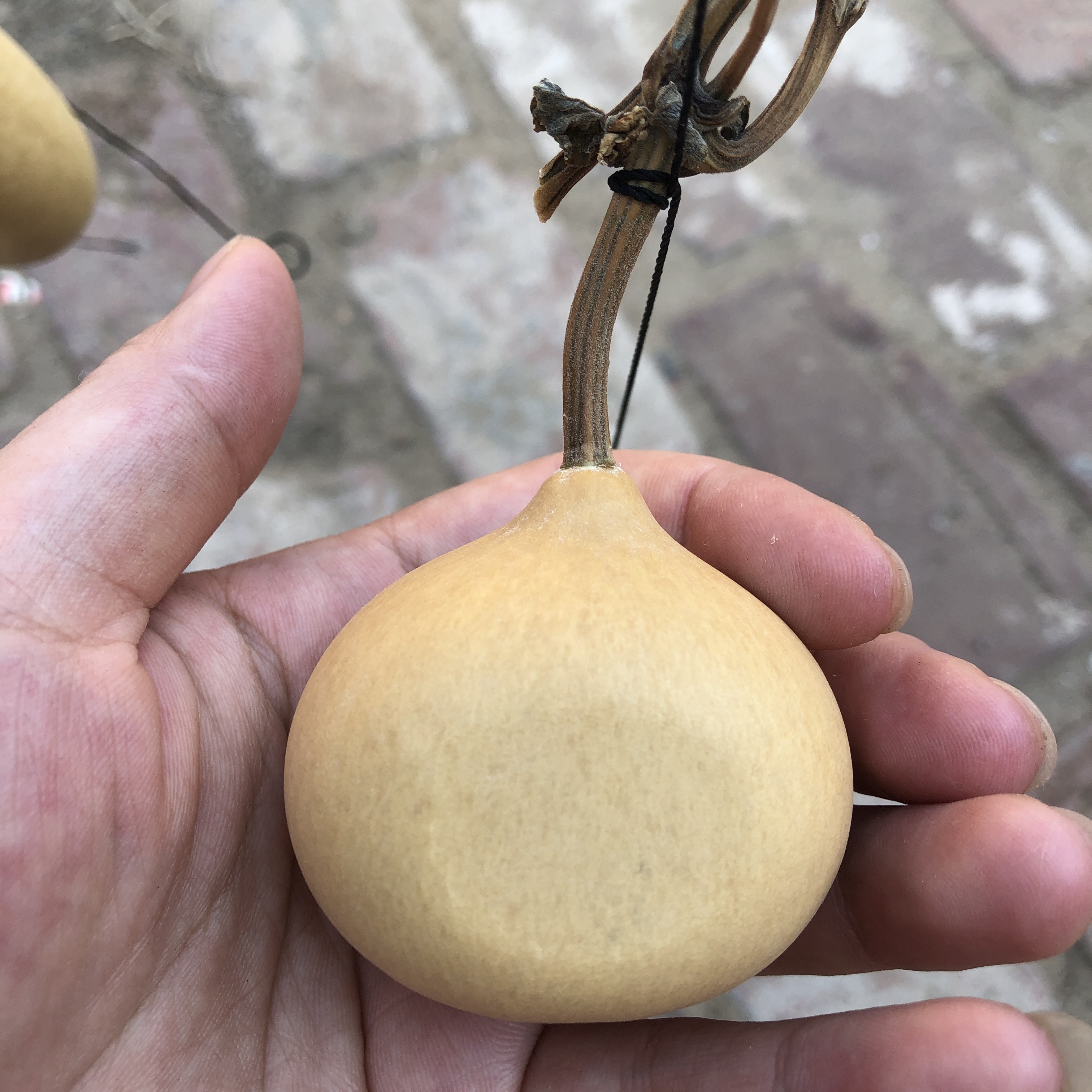 小饭团扁，梨扁，全品无暇厚皮