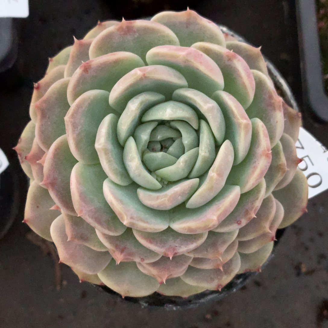 6750新年快乐发发发