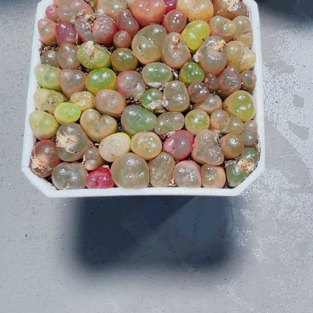 毛汗尼多肉植物6666