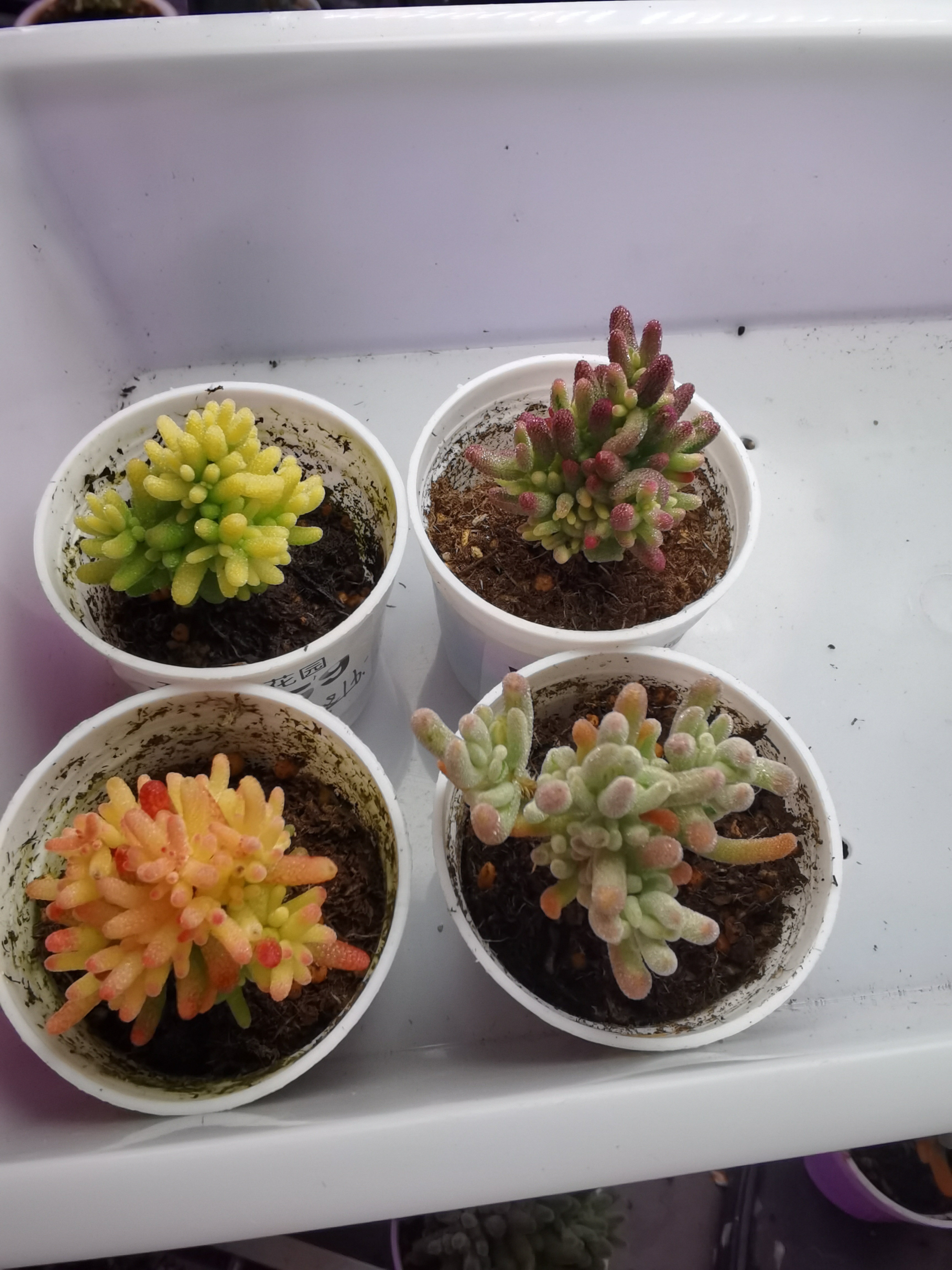 雪莲专拍多肉植物枝干番杏