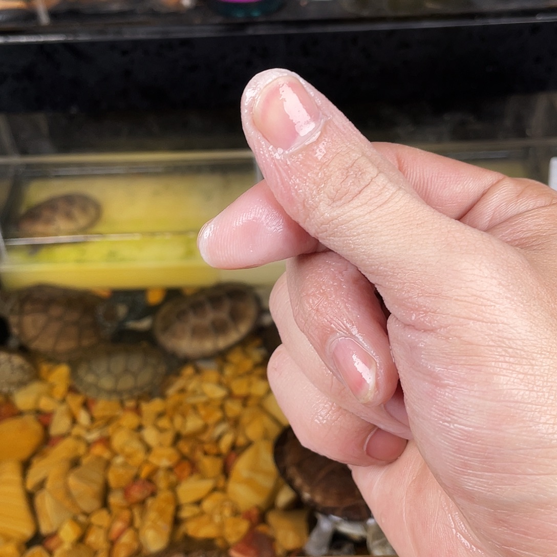 拾***贰绿毛龟母丰富的反反复复发