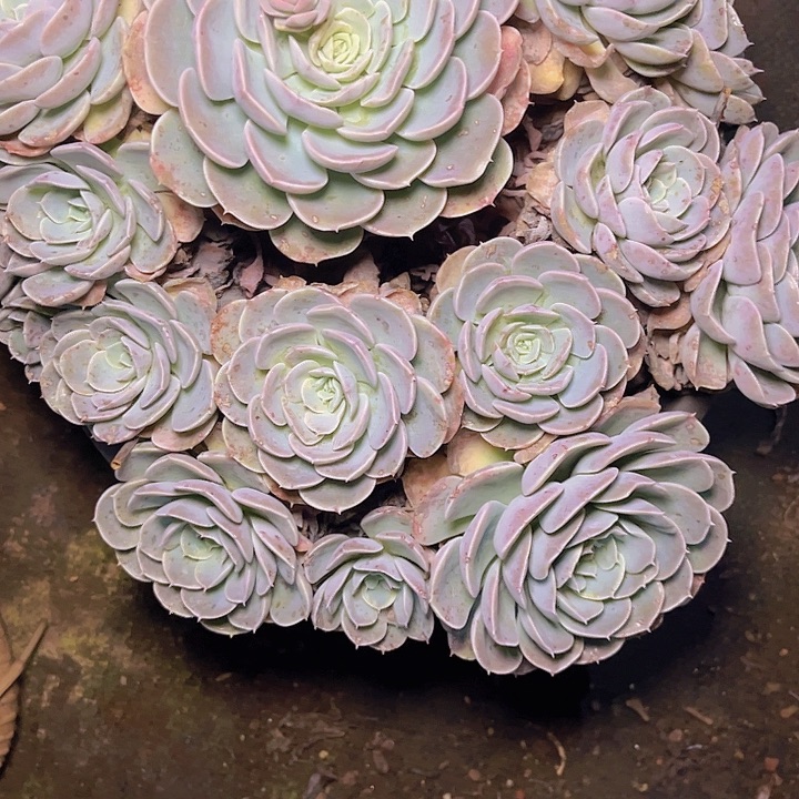 有****一次就会好多事情啊真的