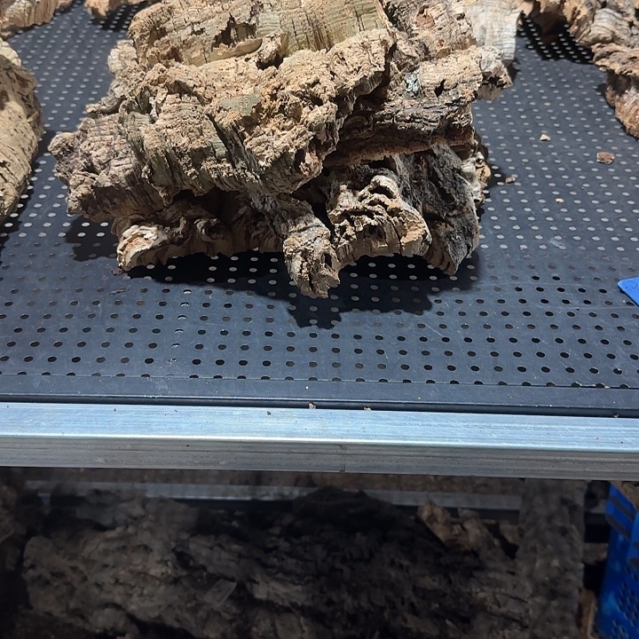 D***G无花朵一物一拍一物一发