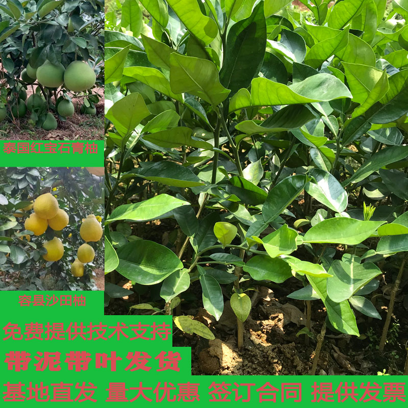 广西容县沙田柚子苗嫁接苗带泥带叶产地发货红宝石柚红柚子蜜柚