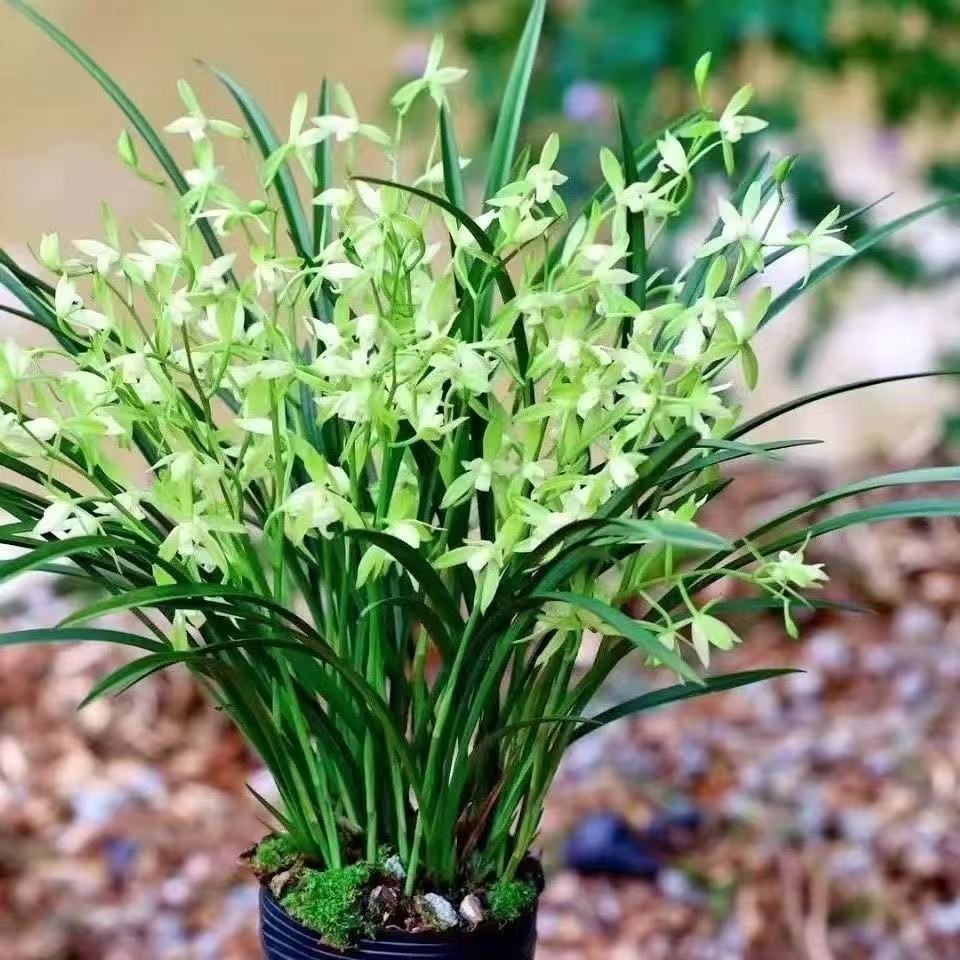 【3-5花剑】建兰铁骨素梅兰花盆栽带古风方盆室内观赏花卉好养易活