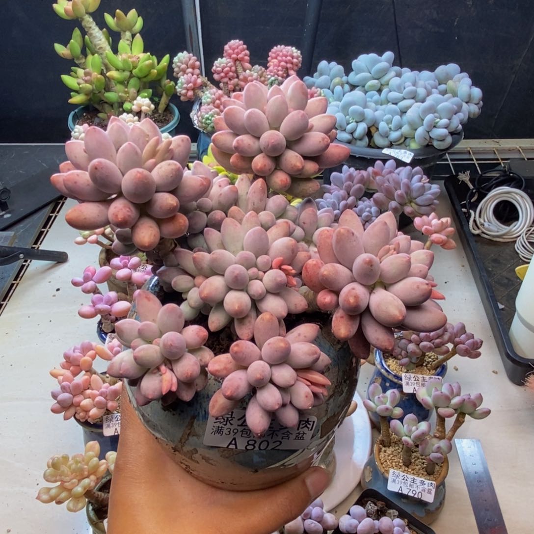 802婴儿手指多肉10c m